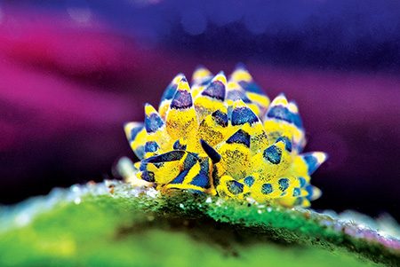 Colorful Stiliger ornatus nudibranch, commonly known as a sap-sucking sea slug