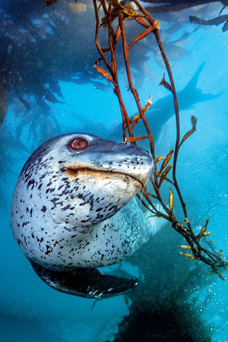 Lepard Seal