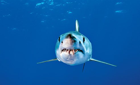 The fastest shark in the sea, the shortfin mako shark