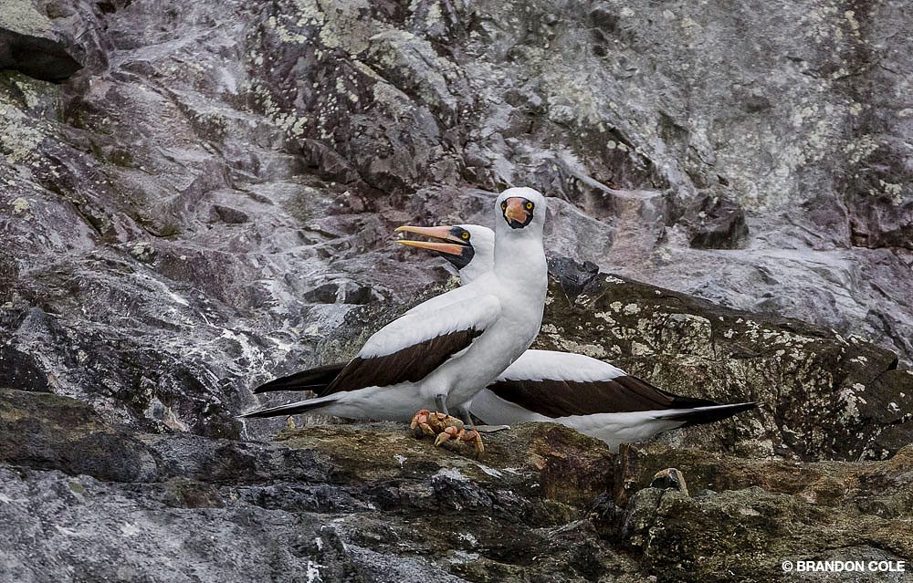 11_SteveRosenberg_Tobago_7