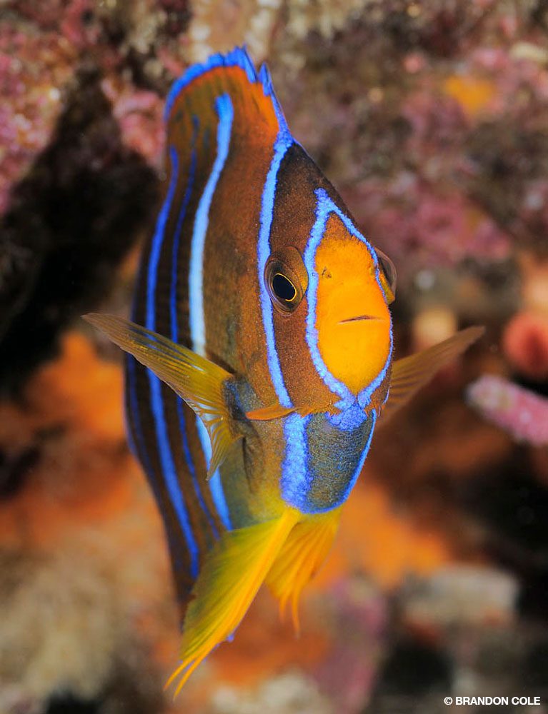 9_SteveRosenberg_Tobago_12-Edit