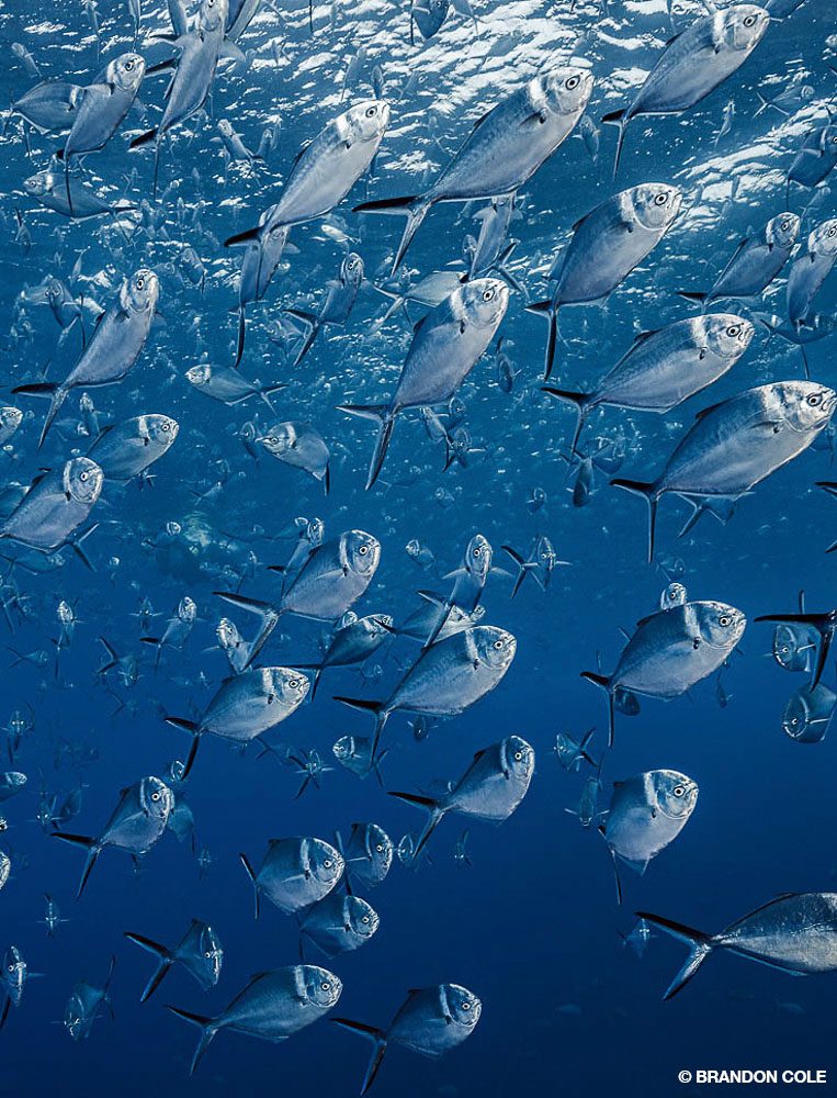 8_SteveRosenberg_Tobago_2