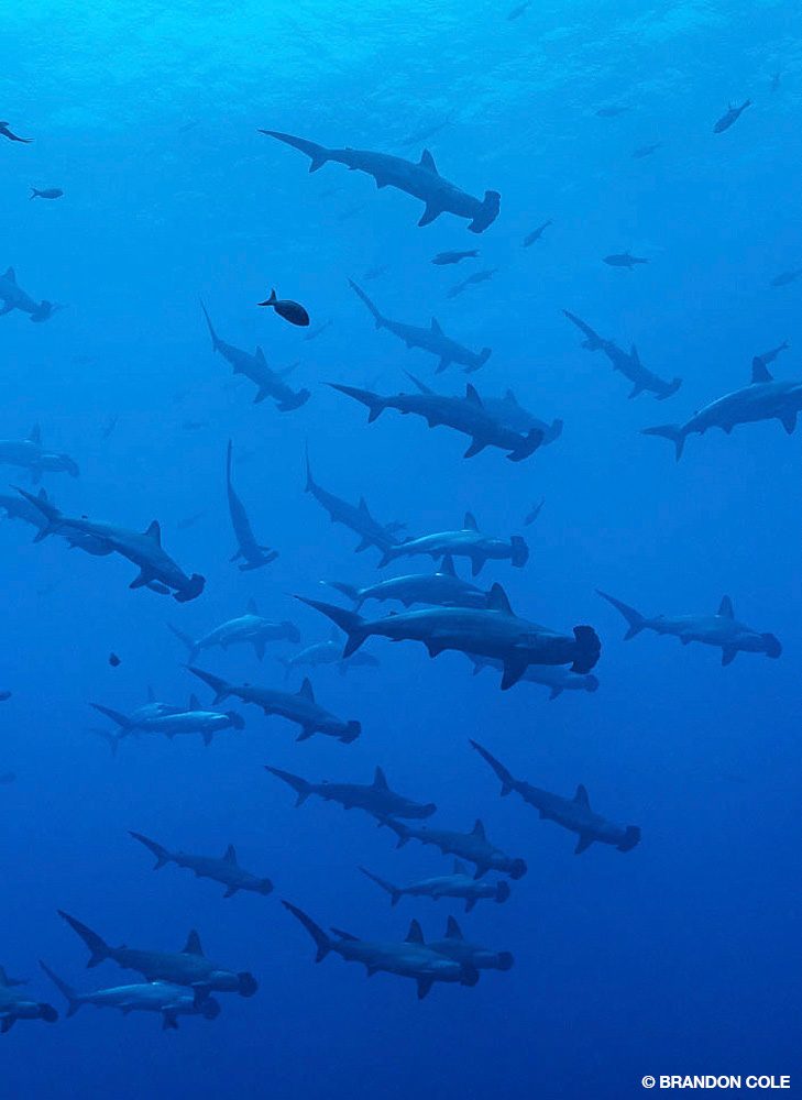 6_SteveRosenberg_Tobago_9