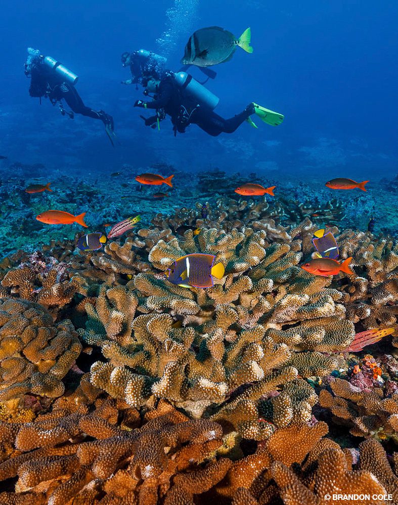 4_SteveRosenberg_Tobago_4