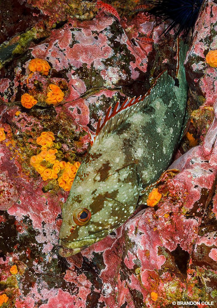 3_SteveRosenberg_Tobago_1