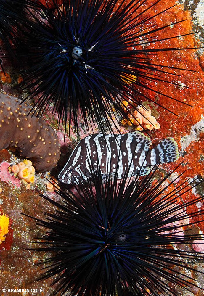 2_SteveRosenberg_Tobago_14