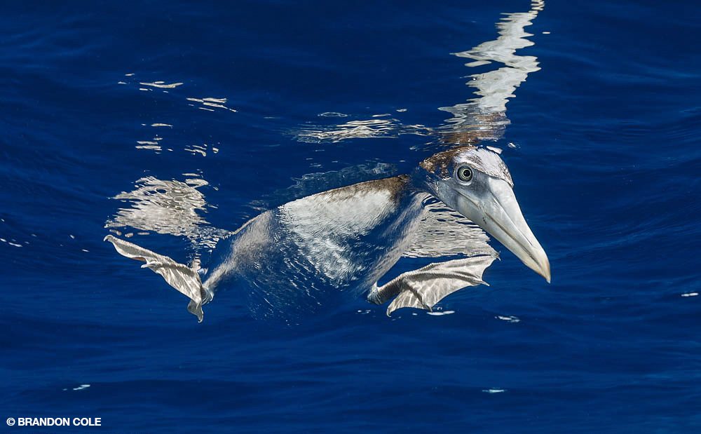 20_Stephen1Frink_Tobago