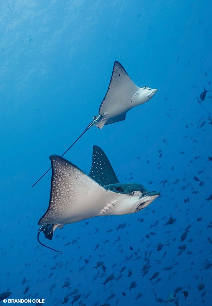 1_SteveRosenberg_Tobago_13