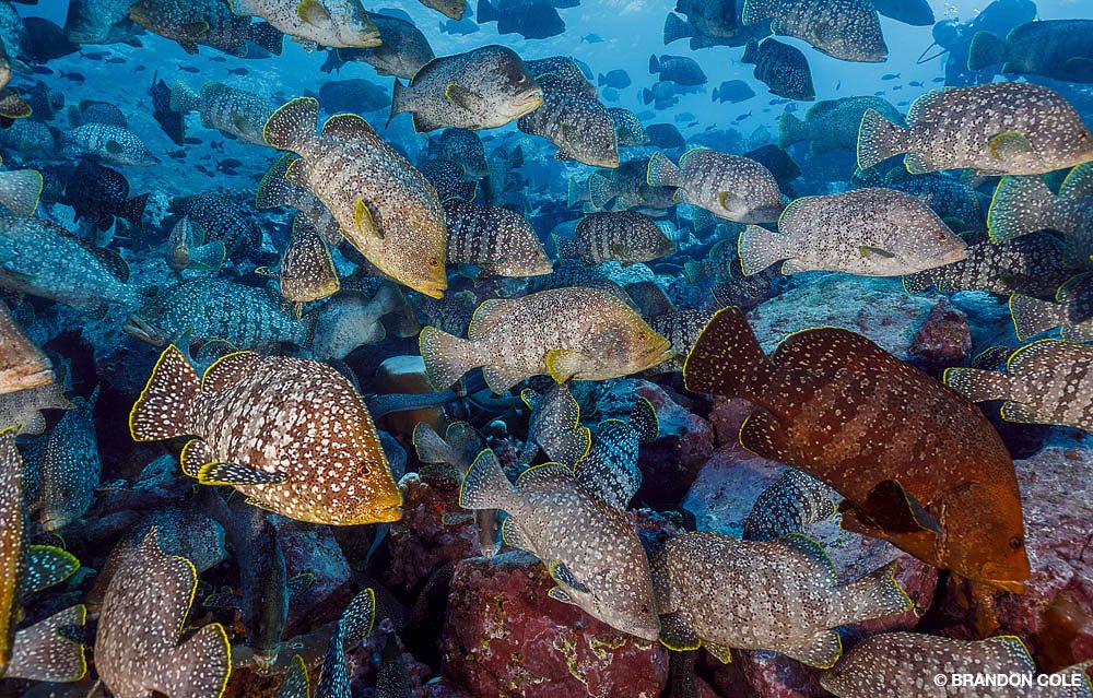 18_Stephen3Frink_Tobago