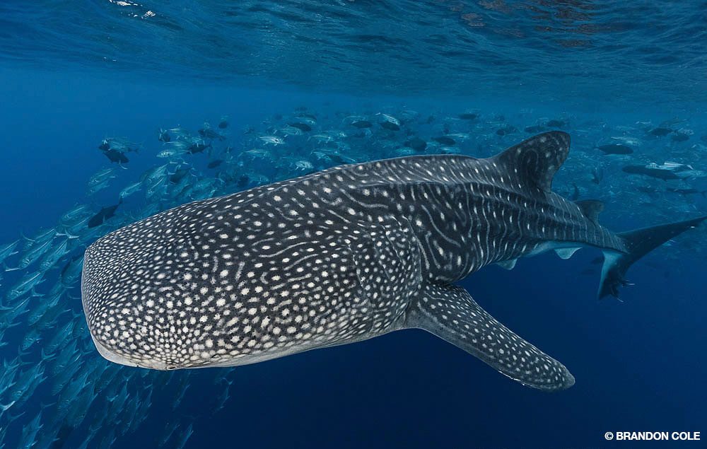 17_SteveRosenberg_Tobago_5