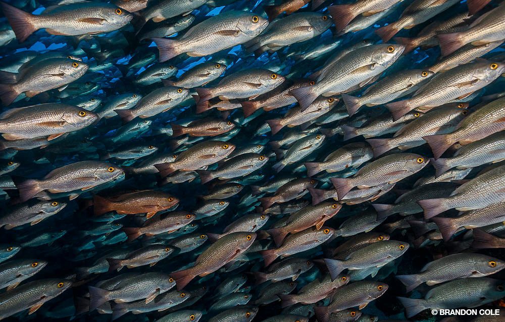 16_SteveRosenberg_Tobago_6