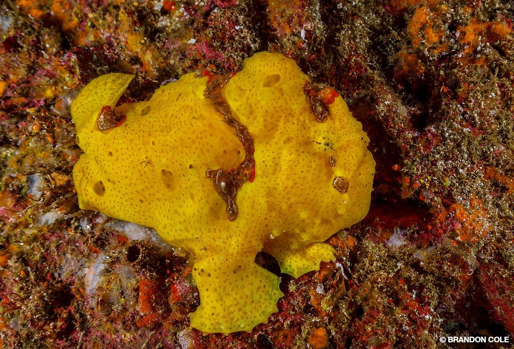 15_SteveRosenberg_Tobago_3