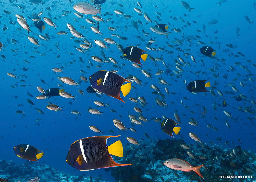 14_SteveRosenberg_Tobago_15-Edit