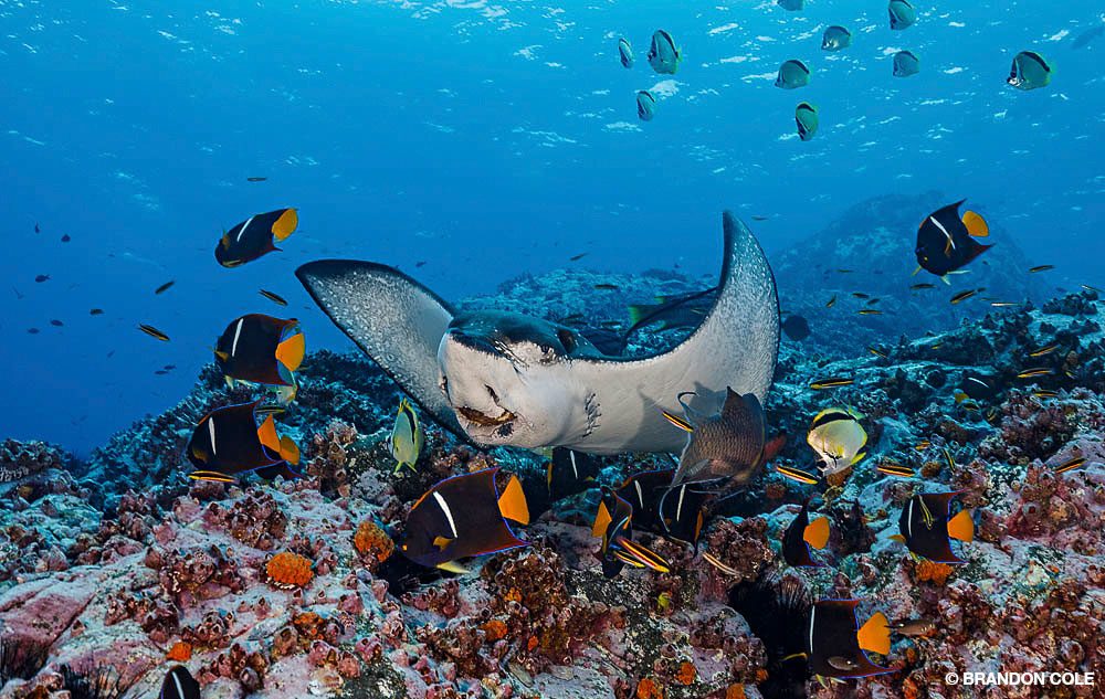 13_SteveRosenberg_Tobago_16