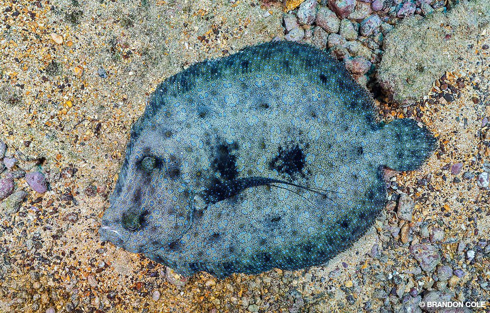 12_SteveRosenberg_Tobago_8