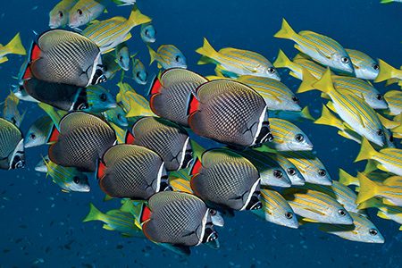 Schooling redtail butterflyfish and bluelined snappers