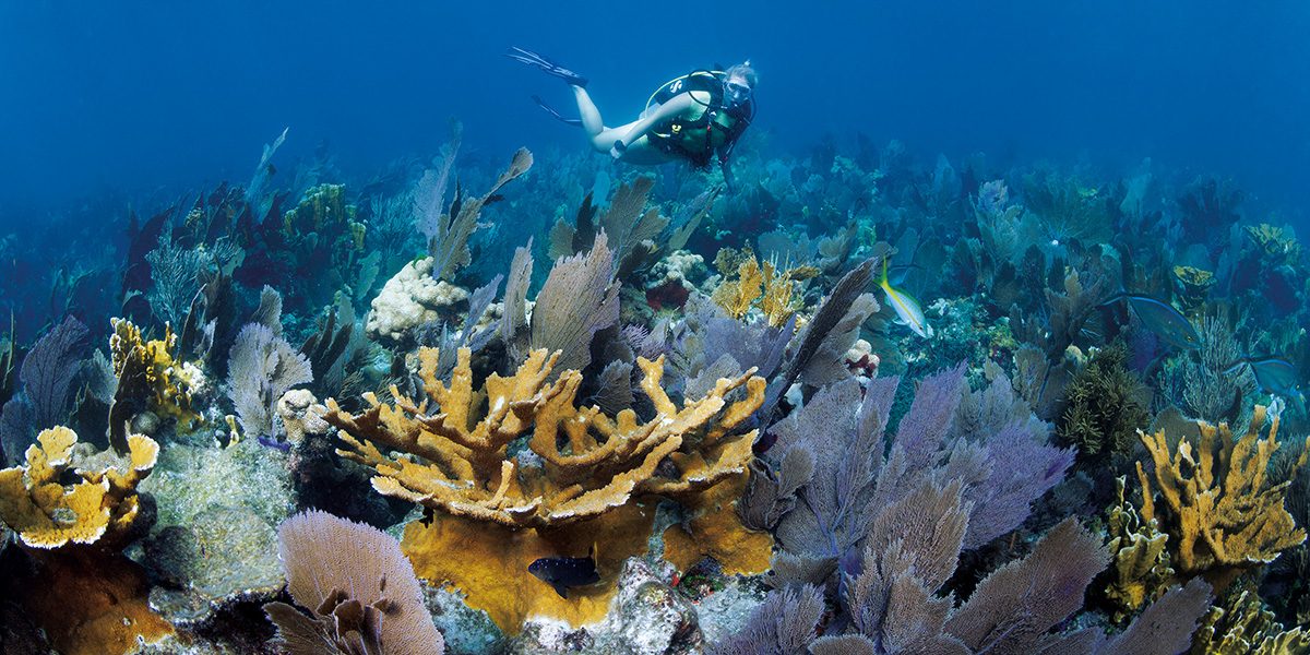 coral bleaching