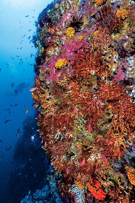 The rich and colorful invertebrate life growing along the craggy face of the Malpelo reef.