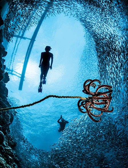 A crinoid on a wire coral is artistically framed by sardines and free divers