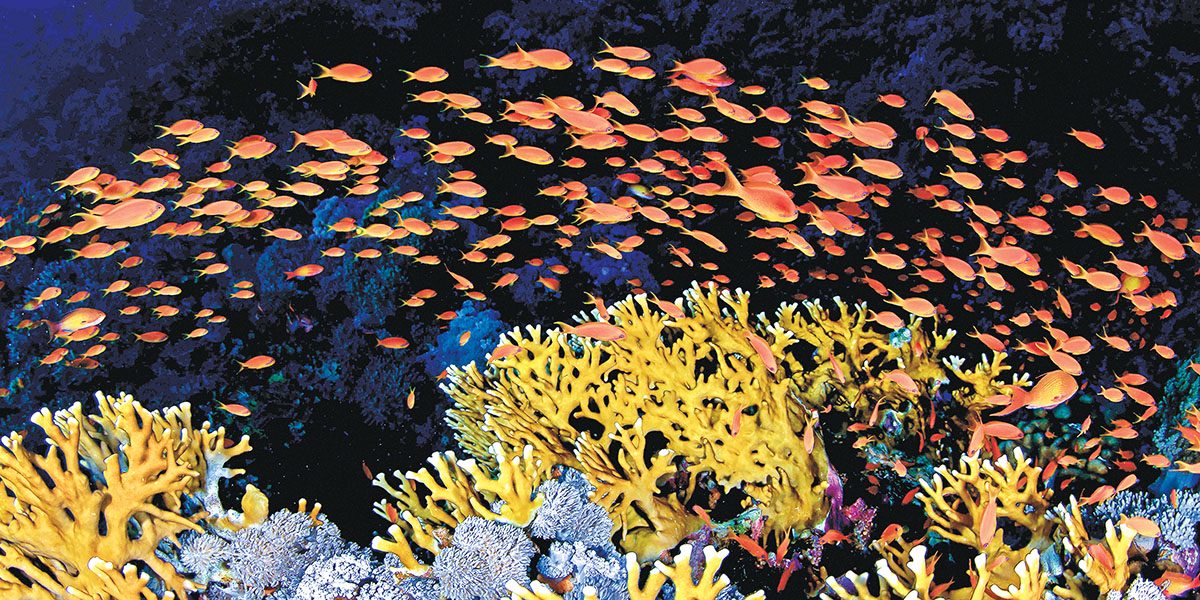 A school of orange scalefin anthias swarm above colonies of fire corals