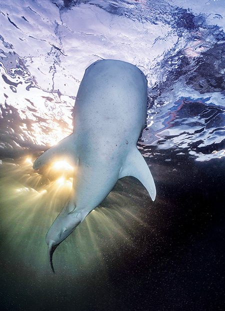 A whale shark cruises just below the shrimp boats looking for scoops of shrimp