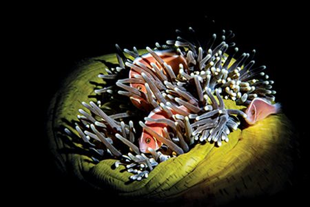 A family of pink anemonefish play peek-a-boo in a magnificent anemone from between the host’s tentacles.
