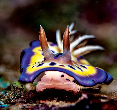 inch-long nudibranch