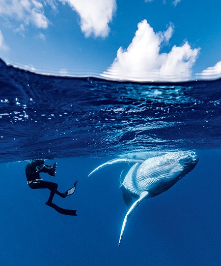 A freediver swims with a playful baby southern humpback whale.