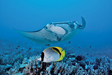 A lined butterflyfish and manta ray visit a cleaning station on Ripoff Reef.