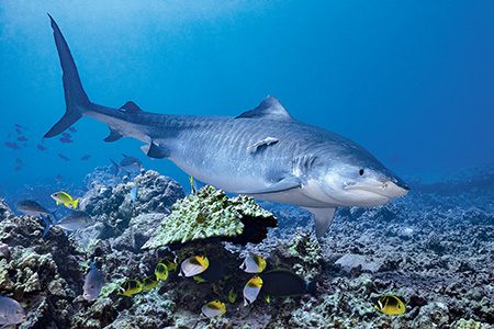 A tiger shark and reef fish share the reef