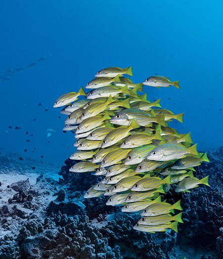 Schooling bluestripe snappers, or ta’ape