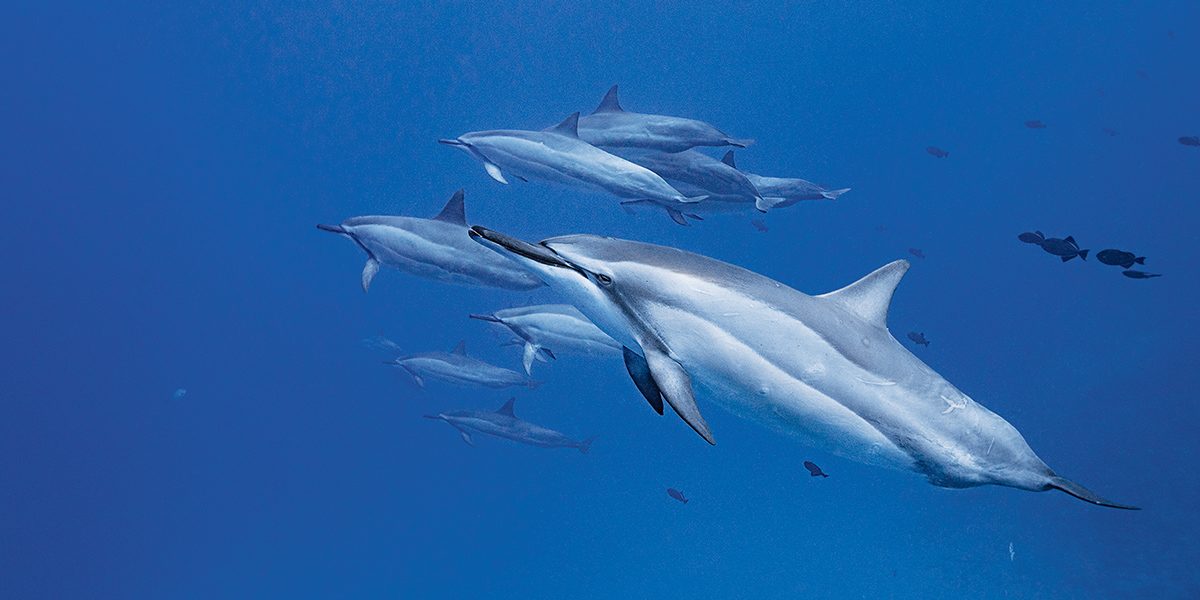 Hawaiian spinner dolphins often use the Honōkohau boat channel as a resting and socializing area.