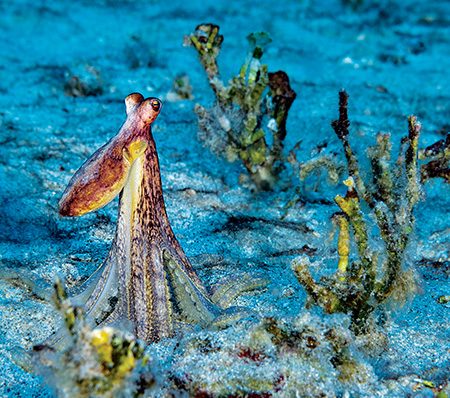 A male Hawaiian long-armed octopus surveys the area for potential mates.