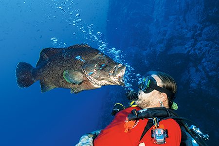 A leather bass curiously gulps air bubbles exhaled by a diver.
