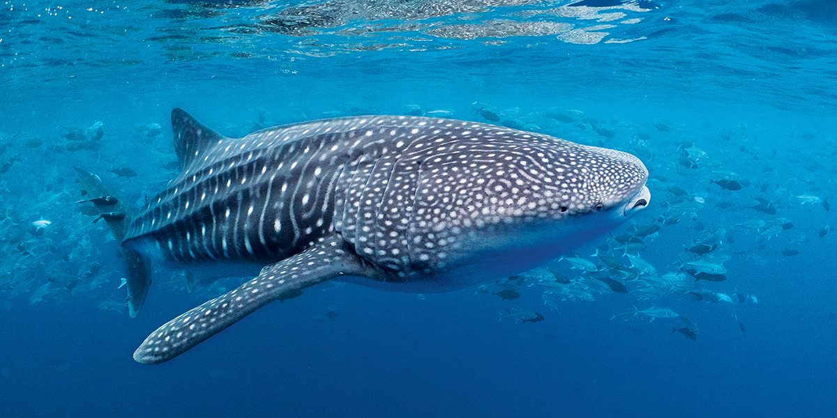 This whale shark is feeding on the spawn of jacks at dusk.