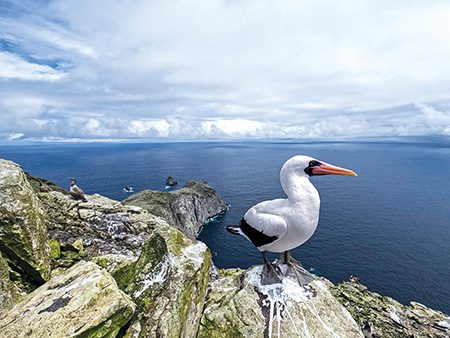 Malpelo Island boasts the largest population of masked booby birds (Sula granti).