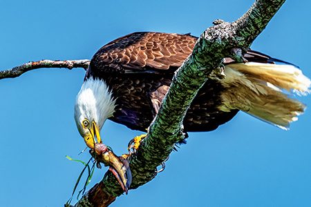 An adult bald eagle eats a plainfin midshipman