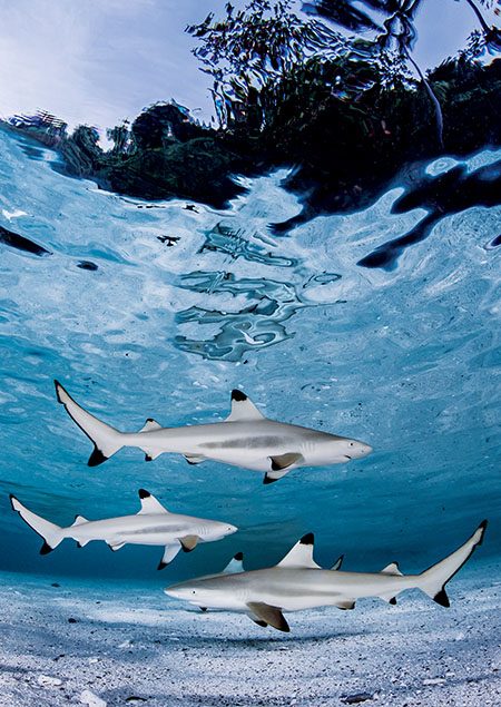 Four blacktip reef sharks patrol the shallow bay