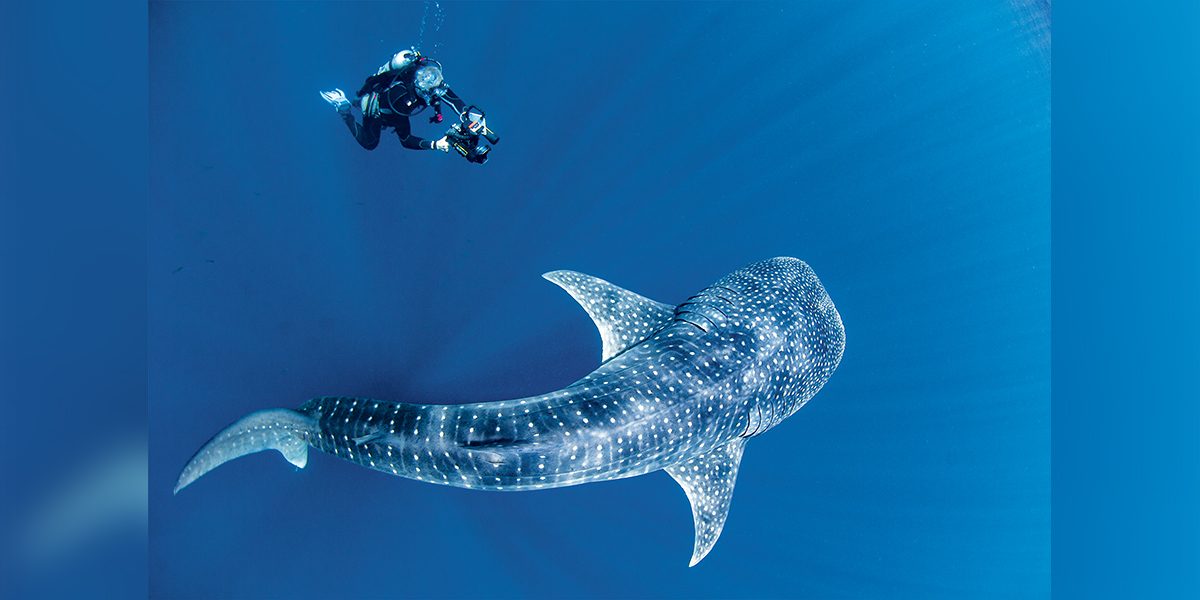 Diver and whale shark