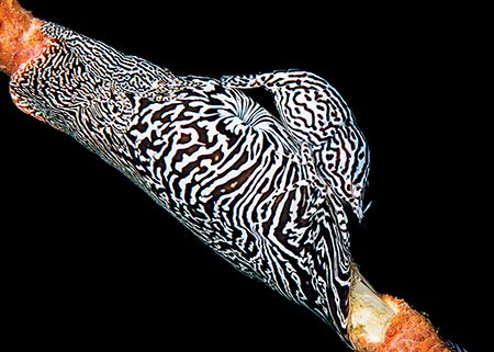 Pair of leopard anemone shrimp (Raja Ampat, Indonesia)