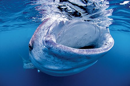 Feeding whale shark (Cenderawasih Bay, Indonesia)