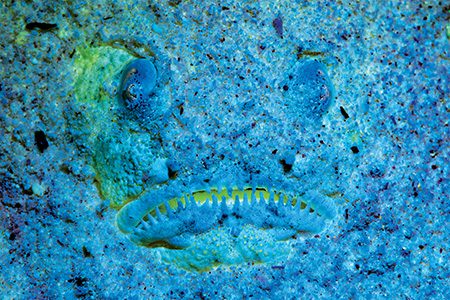 Biofluorescent stargazer (Wakatobi, Indonesia)