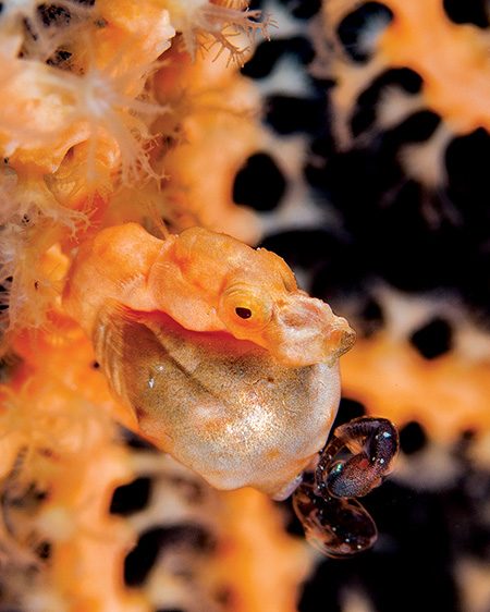 Birthing Denise’s pygmy seahorse (Wakatobi, Indonesia)