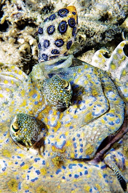 Peacock flounder eating a blue-ringed octopus (Wakatobi, Indonesia)