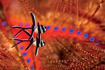 Juvenile Banggai cardinalfish (Lembeh Strait, Indonesia)