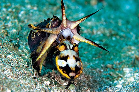 Mating flamboyant cuttlefish (Ambon, Indonesia)