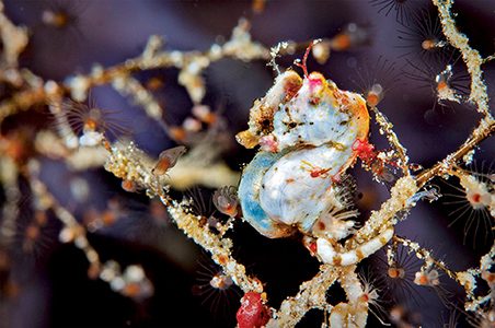 Courting Pontoh’s pygmy seahorses (Wakatobi, Indonesia)