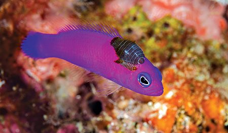 Magenta dottyback with pair of isopod parasites (Halmahera, Indonesia)