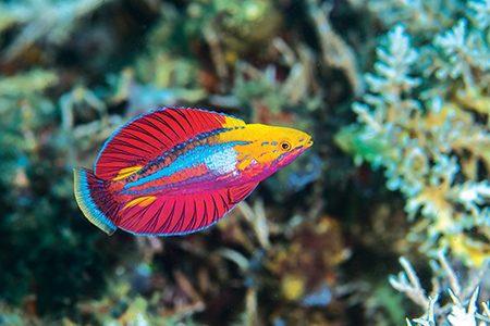 Displaying Alfian’s flasher wrasse (Alor, Indonesia)