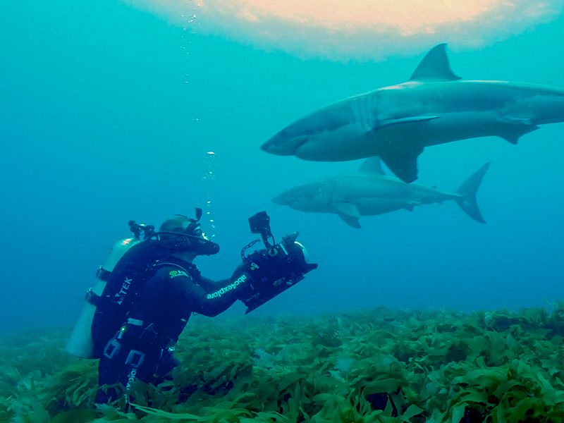 Andy Casagrande diving with sharks